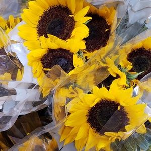 Meet your Posher, Laney